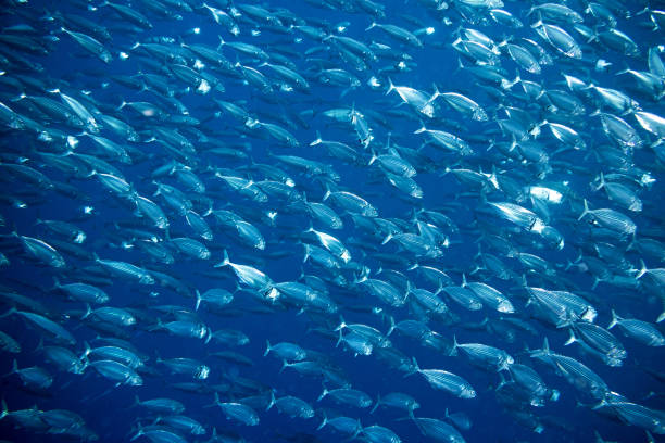big school of mackerel