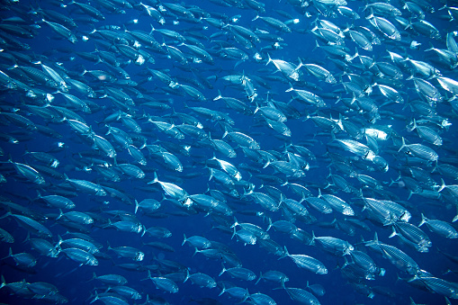 istock big school of mackerel 1033340244