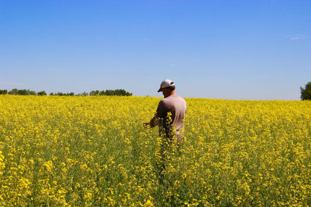 Farmer in Field A farmer is checking his crop canola growth stock pictures, royalty-free photos & images