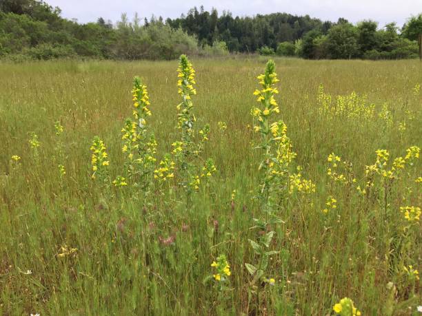 istock Meadow flowers 1033345750