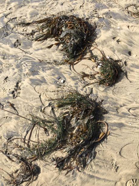 istock Seaweed on the sand 1033346120