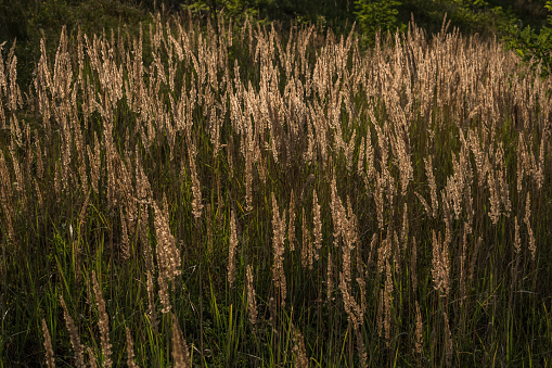 Back lit grasses and dried wildflowers in field at sunset