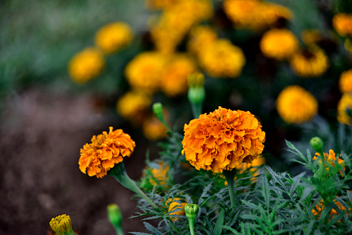 Marigold, Flower, African Marigold, Flowerbed, Plant