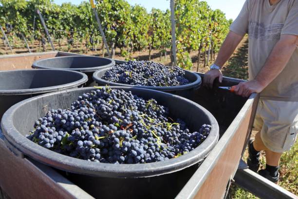 istock Harvesting grapes in grape yard 1033349094