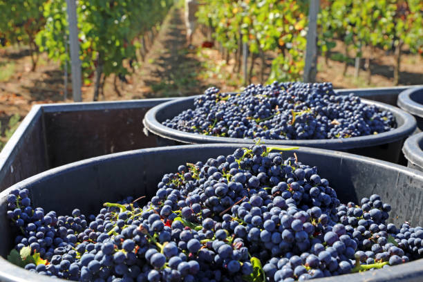 istock Harvesting grapes in grape yard 1033349208