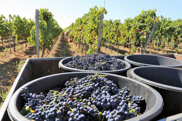 raccolta dell'uva nel cortile dell'uva - winemaking grape harvesting crop foto e immagini stock