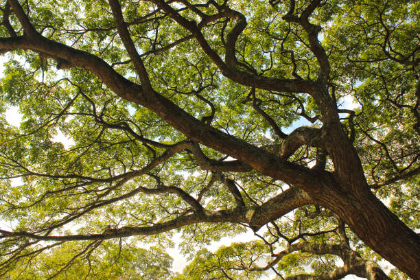 istock A piece of nature majestic tree branches in the forest background 1033353916