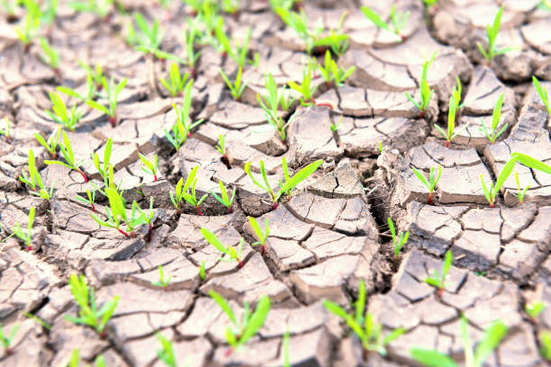 istock Dry land with green plants 1033358124