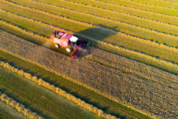 istock Theme of wheat harvesting 1033358692