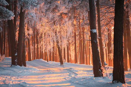 Winter forest. Christmas forest. Christmas background. Beautiful park with sunlight and frosty trees. Winter landscape.
