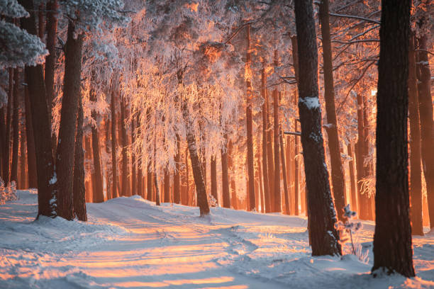 Winter forest Winter forest. Christmas forest. Christmas background. Beautiful park with sunlight and frosty trees. Winter landscape. single lane road photos stock pictures, royalty-free photos & images