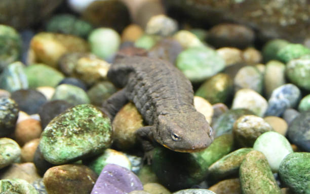 istock Hong Kong newt 1033363330