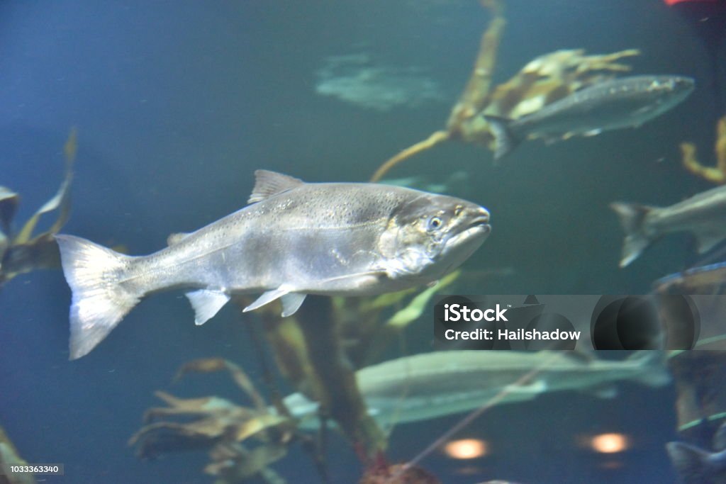 Coho Image Silver Salmon Stock Photo - Download Image Now - Coho Salmon, Pacific ...