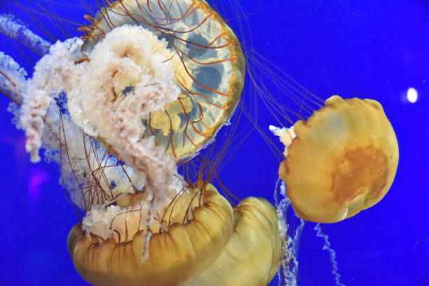 istock Chrysaora fuscescens 1033368946