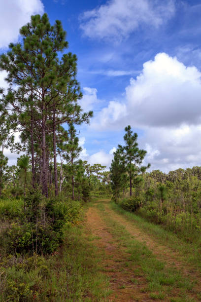 istock Dirt road through Disney Wilderness Preserve 1033370762
