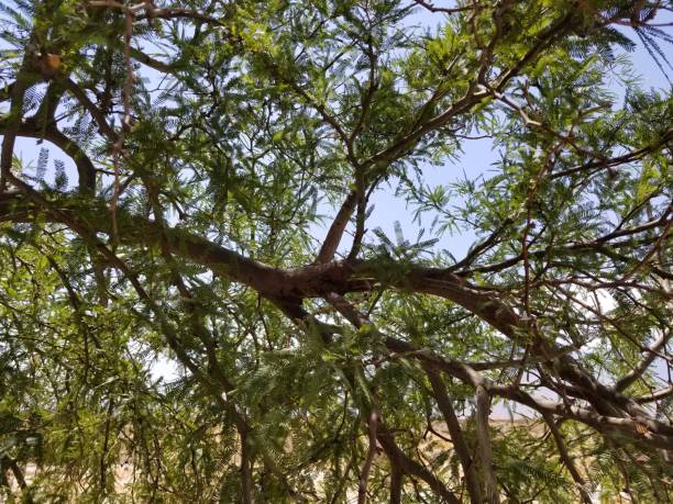 プロソピス glandulosa パーム スプリングス - mesquite tree ストックフォトと画像
