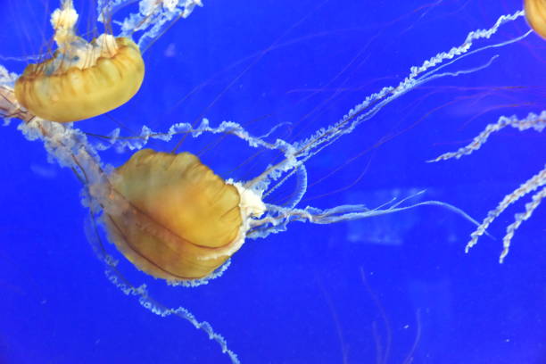 istock Chrysaora fuscescens background 1033375182