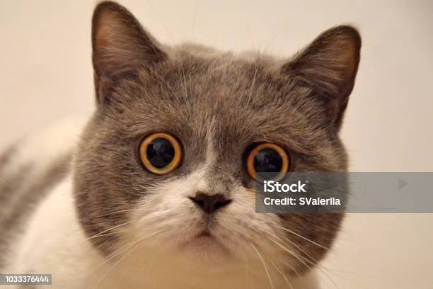 Hocico De Un Gato Británico Con Ojos Grandes Animal Asustado Foto de stock y más banco de imágenes de Gato doméstico - iStock Hocico De Un Gato Británico Con Ojos Grandes Animal Asustado Foto de stock y más banco de imágenes de Gato doméstico - iStock