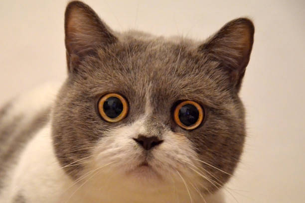 큰 눈을 가진 영국 고양이의 총구입니다. 겁 먹은 동물 - money cat 뉴스 사진 이미지