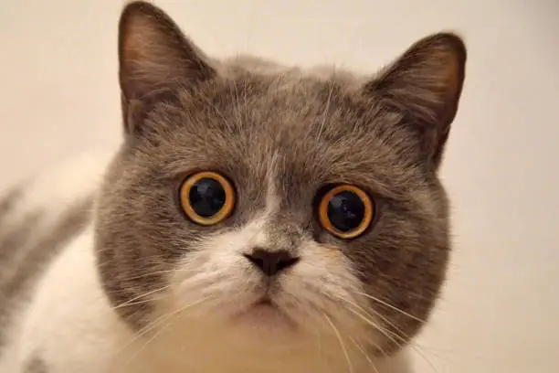 Photo of Muzzle of a British cat with big eyes. frightened animal