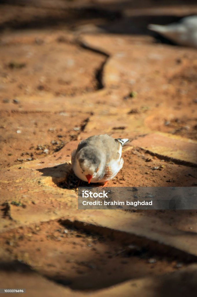 bird Algeria Stock Photo