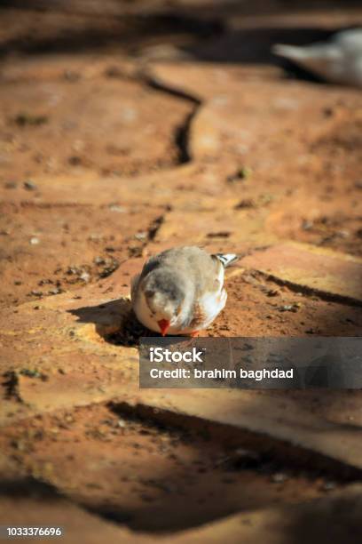 Bird Stock Photo - Download Image Now - Algeria, Animal, Animal Wildlife