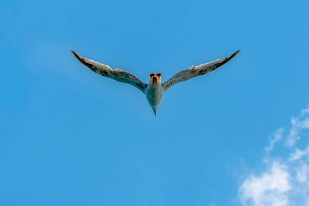 istock Single seagull flying in a sky as a background 1033381482