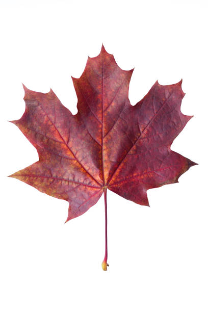 istock Colorful autumn maple leaf isolated on white background close up. Red maple leaf isolated on white background 1033388718