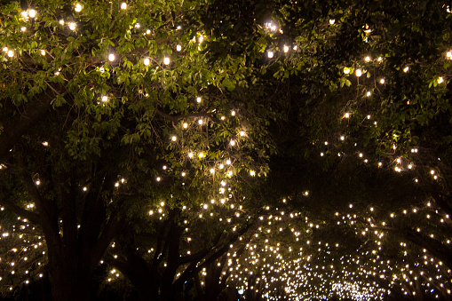 Park trees covered with bulb string lights. Night shot.