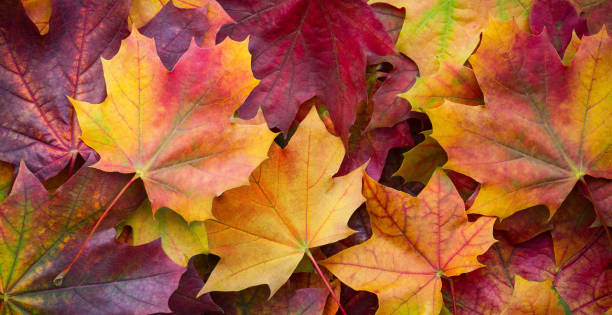 멀티 컬러가 큰 파노라마 사진 나뭇잎 배경. 놀라운 멀티 컬러가 배경 - autumn leaf nature november 뉴스 사진 이미지