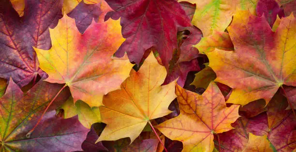 Photo of Big panoramic photo of multicolor autumn leaves background. Amazing multicolor autumn background