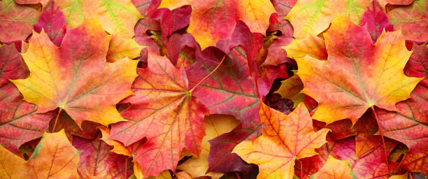 istock Red and Orange Autumn Leaves Background 1033388792