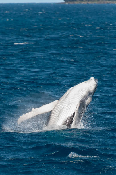 istock Breach of a Juvenile Humpback Whale 1033392456