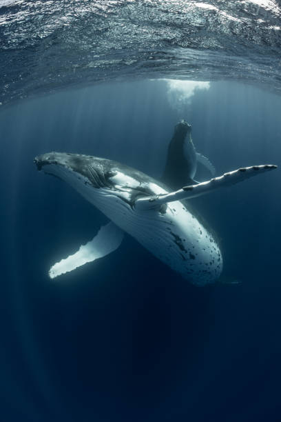 istock Pair of Humpback Whales 1033392476