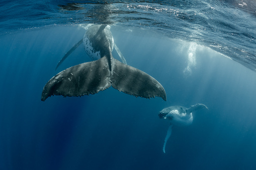 A pair of humpback whales near the Ha'apai island group of Tonga.