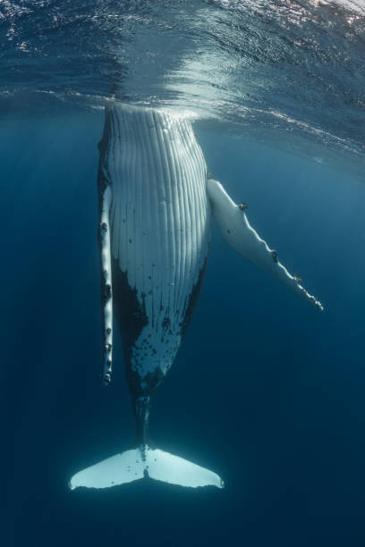 istock Humpback Whale Spy Hopping 1033392490