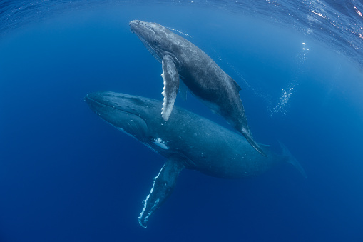 Mom and calf humpback whales make their way toward the surface in Tonga.