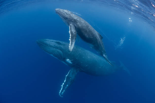 Mother and Calf Humpback Whales Mom and calf humpback whales make their way toward the surface in Tonga. humpback whale photos stock pictures, royalty-free photos & images