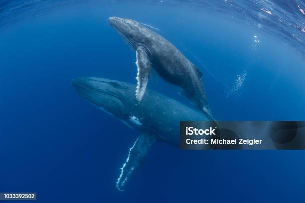 Mother And Calf Humpback Whales Stock Photo - Download Image Now - Whale, Humpback Whale, Sea