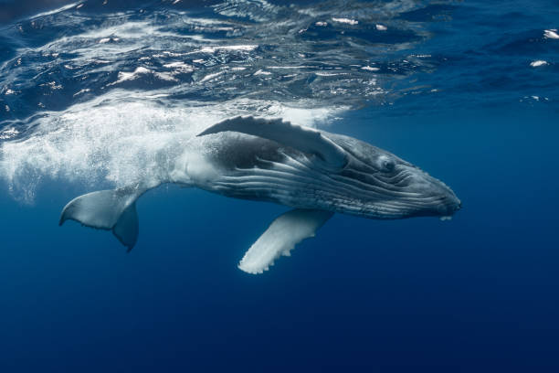 istock Humpback Whale Calf Swimming at the Surface 1033392506