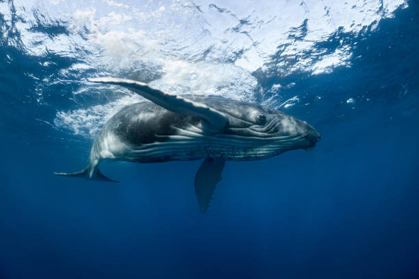 istock Humpback Whale Swimming at the Surface 1033392514