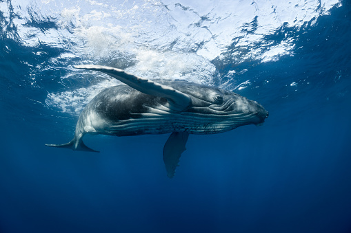 A young humpback whale playfully slaps the surface of the ocean in Tonga.