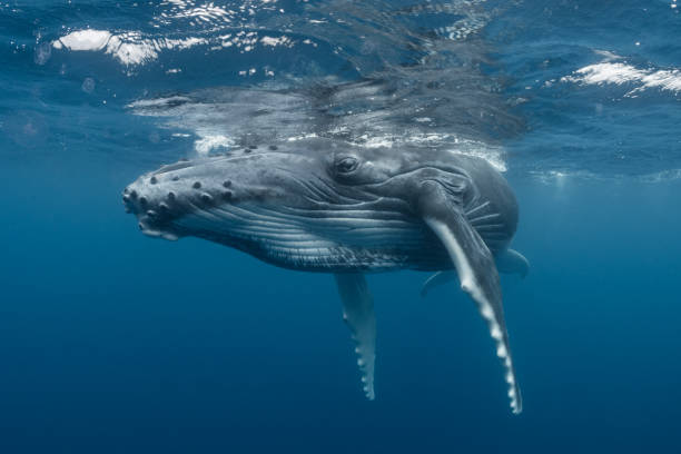 istock Humpback Whale Calf Relaxing at the Surface 1033392516