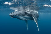 Humpback Whale Calf Relaxing at the Surface
