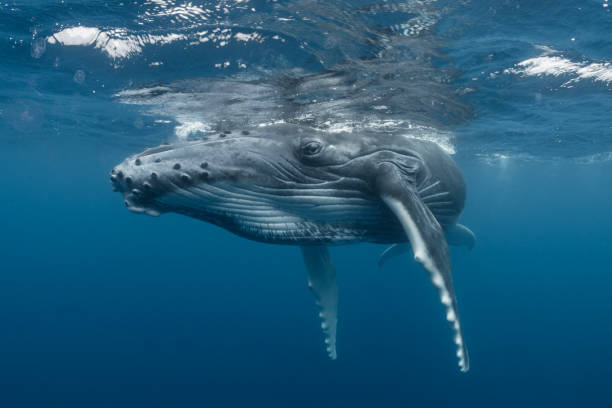 Humpback Whale Calf Relaxing at the Surface A juvenile humpback whale rests at the surface before descending to meet its mom which is waiting patiently below. humpback whale photos stock pictures, royalty-free photos & images