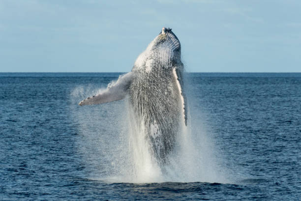 Humpback Whale Breaching A large male humpback breaches just feet from our boat in Tonga. whale jumping stock pictures, royalty-free photos & images