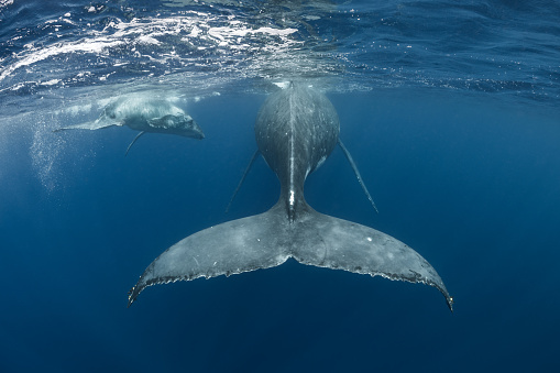 Mom and calf humpback whales make their way toward deeper waters in Tonga.