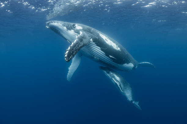 istock Mother and Calf Humpback Whale Near the Surface 1033392542
