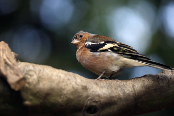 istock Male common chaffinch (Fringilla coelebs) on the tree branch 1033395610