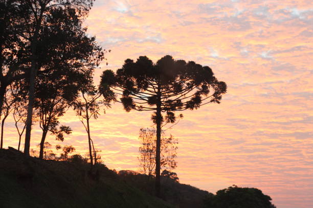 Pine trees at dusk, at sunset, in southern Brazil